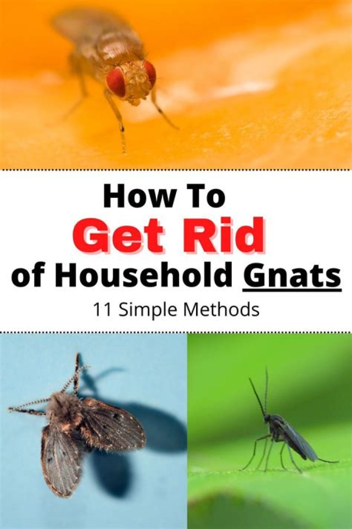 How do I get rid of gnats in my house?