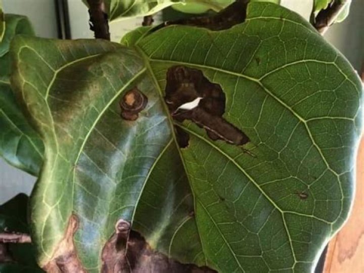 How do I treat brown spots on my fiddle leaf fig?