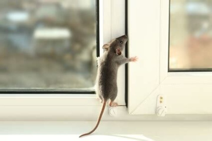 How do rats climb vertical surfaces?