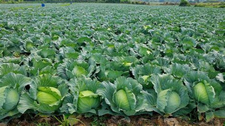 How do you farm cabbage?