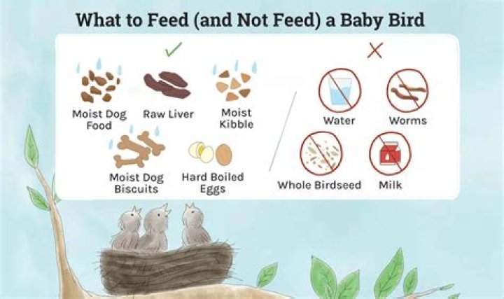 How do you feed a small bird only?