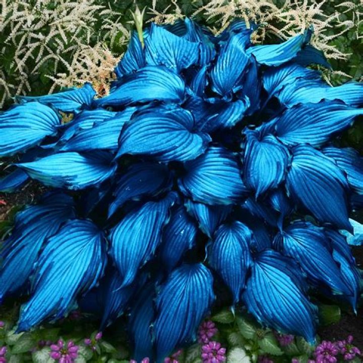 How do you get big hostas?