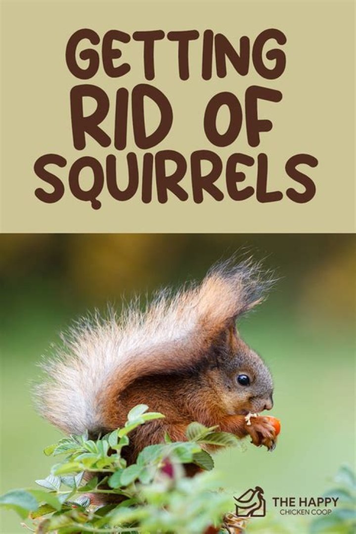 How do you get rid of squirrels in your soffit?