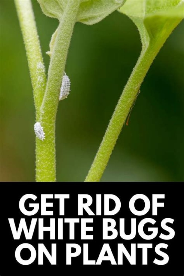 How do you get rid of white bugs on plants?
