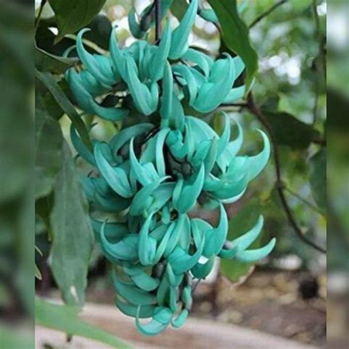 How do you grow blue jade vines?