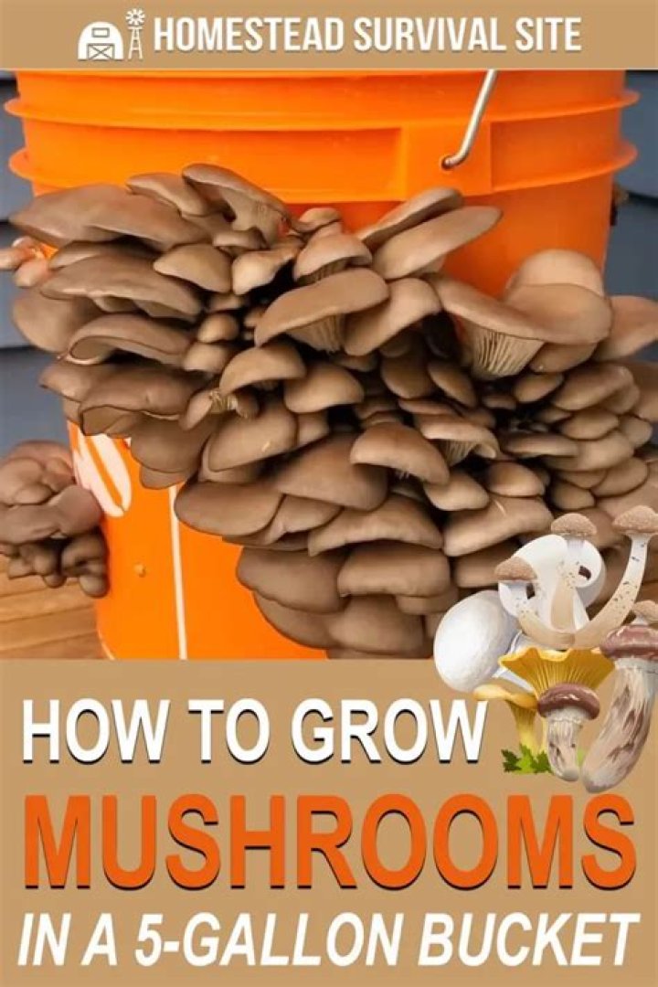How do you grow mushrooms in a 5 gallon bucket?