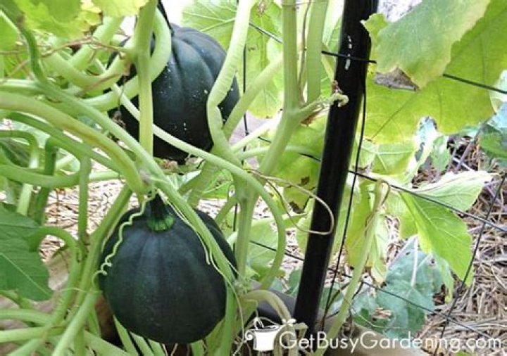 How do you grow winter squash vertically?