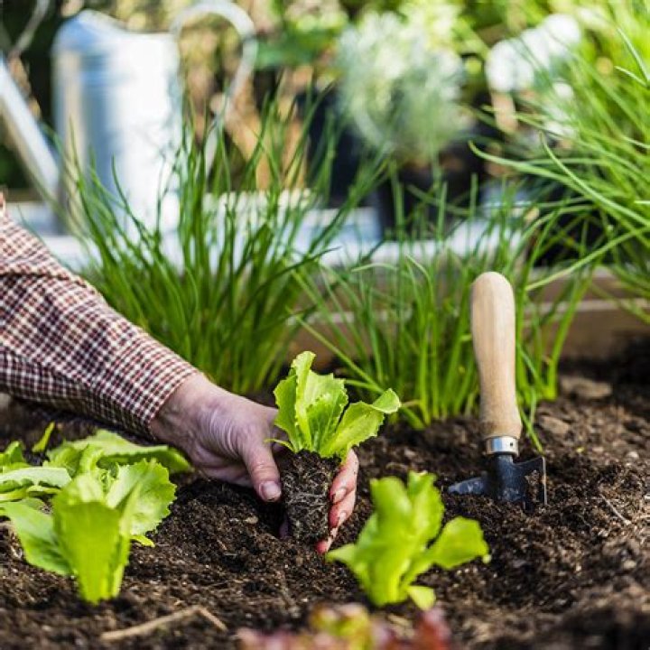 How do you help vegetable plants?