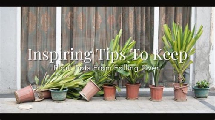 How do you keep plants moist in the summer?