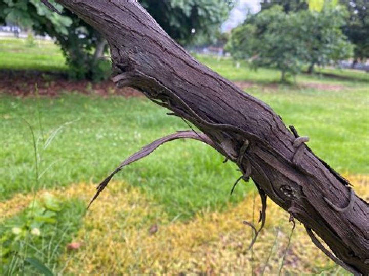 How do you kill wild muscadine vines?
