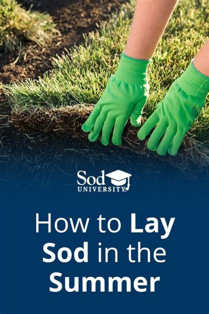 How do you lay sod in the summer?