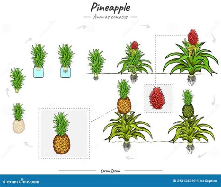 How do you make a pineapple tree?
