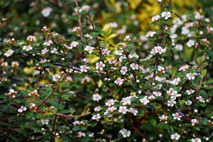 How do you plant cotoneaster shrubs?