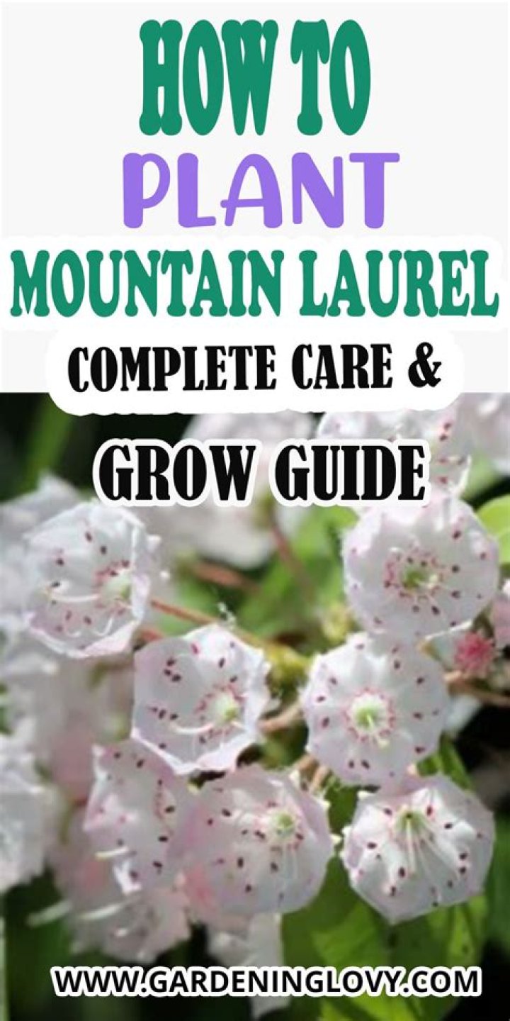 How do you plant mountain laurel seeds?