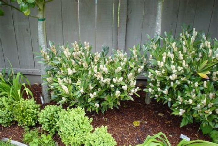 How do you plant Otto Luyken?