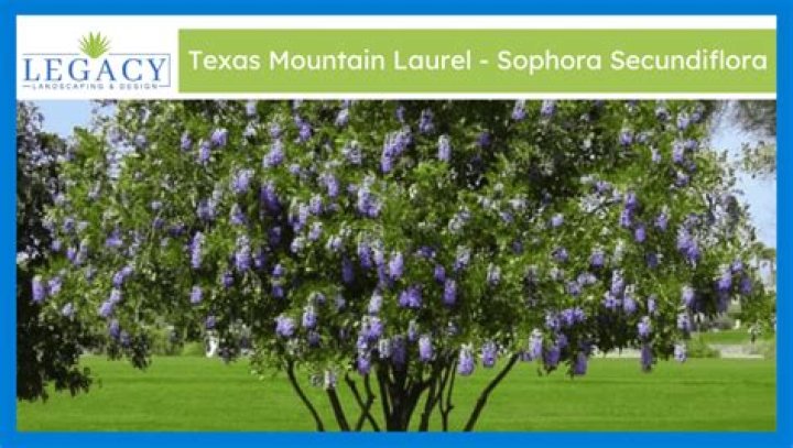 How do you propagate Texas mountain laurel?
