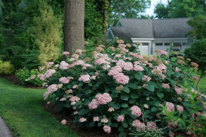 How do you prune Invincibelle Spirit Hydrangeas?