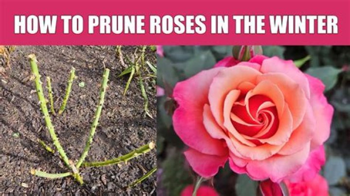 How do you prune iresine?