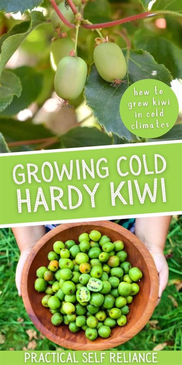 How do you root hardy kiwi cuttings?
