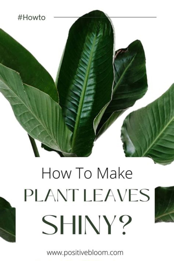 How do you shine plant leaves?
