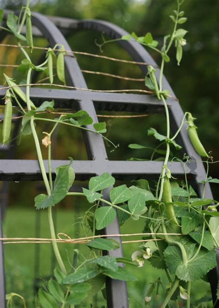 How do you store snap peas from the garden?