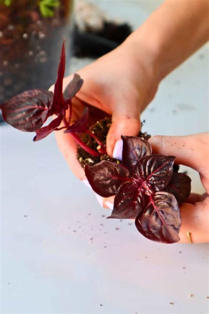 How do you take care of a blood leaf plant?