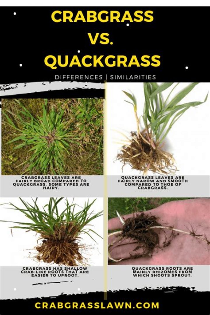How do you tell the difference between quackgrass and crabgrass?