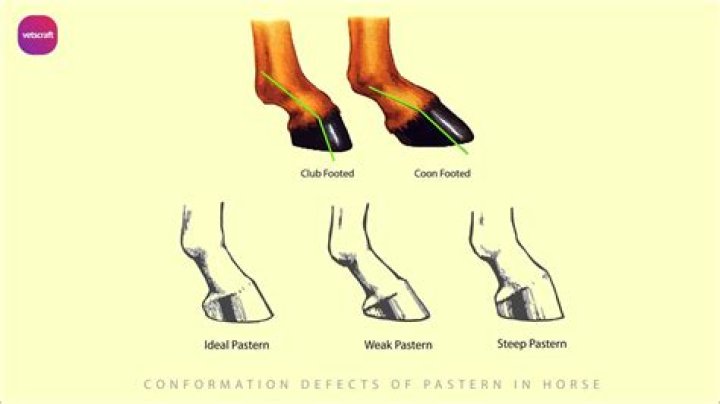How do you treat a swollen fetlock on a horse?
