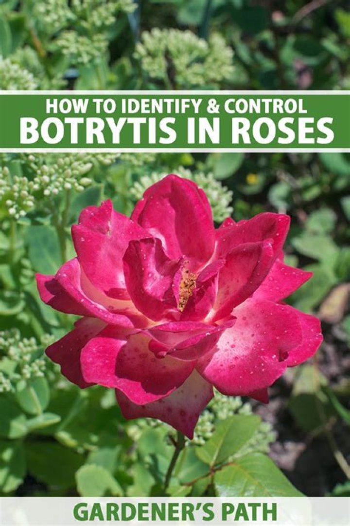 How do you treat botrytis blight on roses?