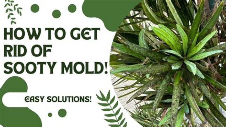 How do you treat mold on seedlings?