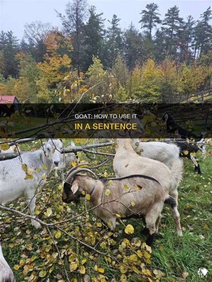 How do you use goat in a sentence?