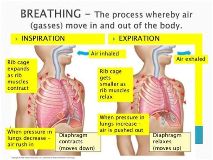 How does air move into and out of the lungs?