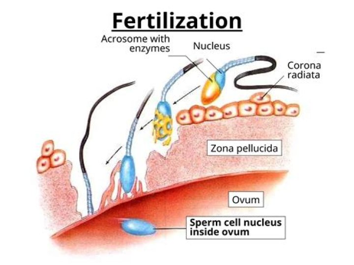 How does fertilization occur in Ferns?