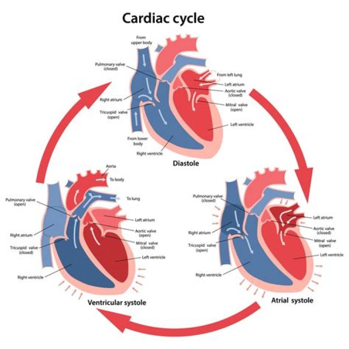 How does the cardiac cycle begin?