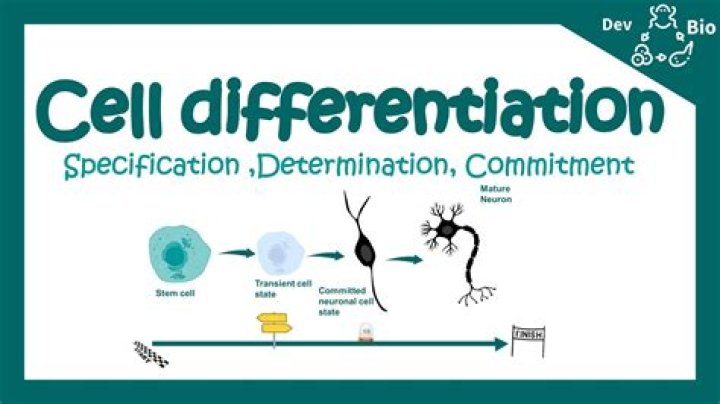 How does the process of cell determination differ from the process of cell differentiation?