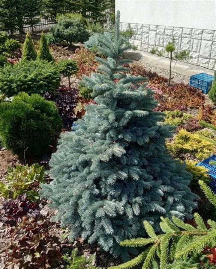 How far apart should blue spruce be planted?