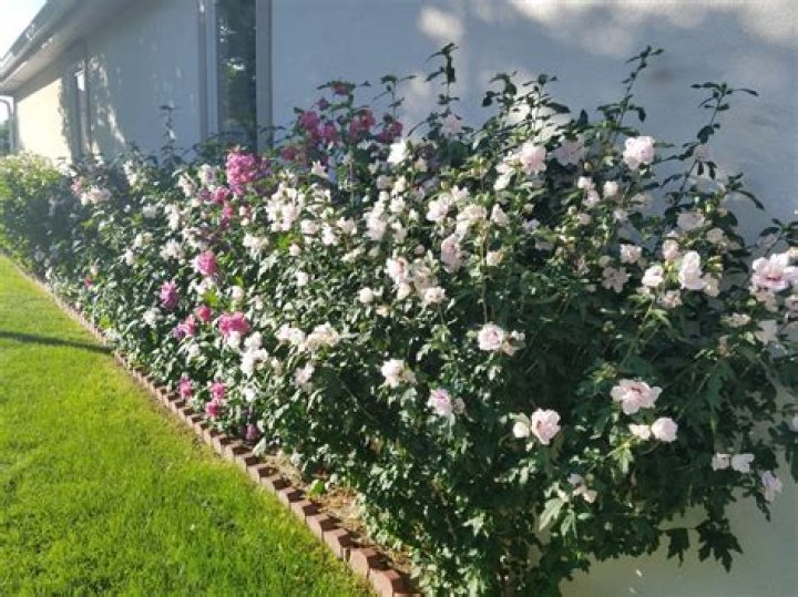 How far apart to plant rose of Sharon hedge?