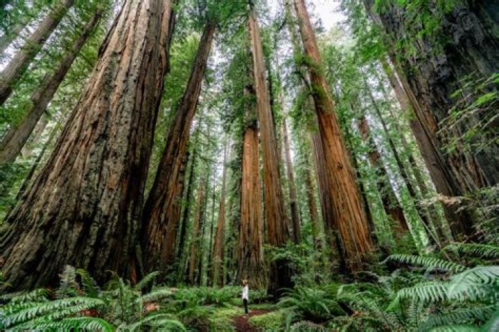 How far is redwood from San Francisco?