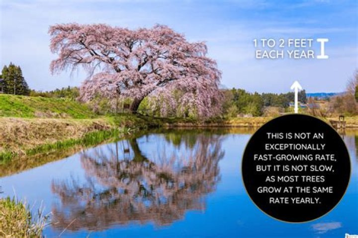 How fast does a weeping cherry tree grow?