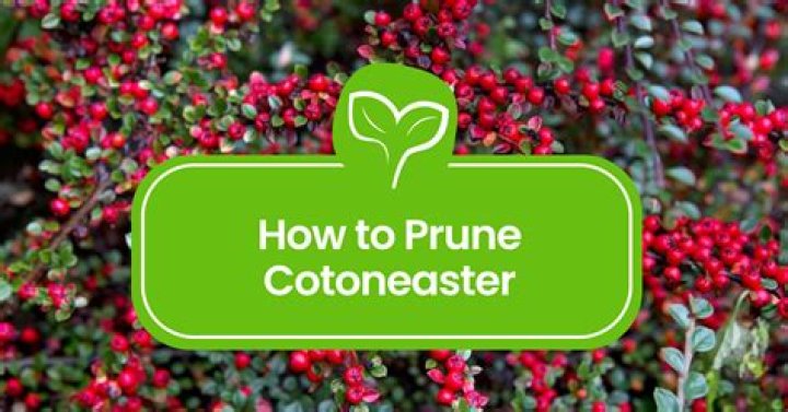 How fast does cotoneaster grow?