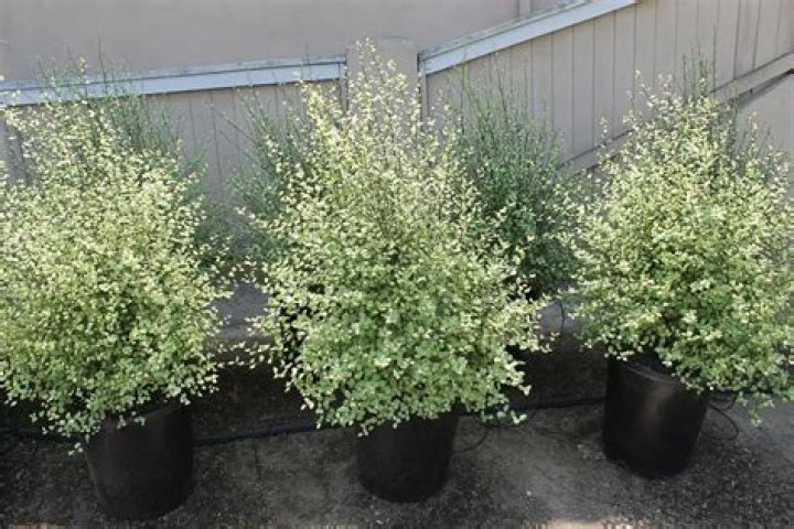 How fast does Pittosporum silver sheen grow?