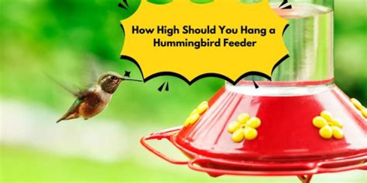 How high should you hang a hummingbird feeder?