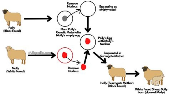 How is reproductive cloning done?