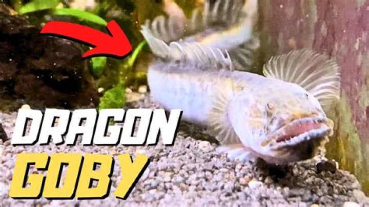 How long do dragon gobies live?