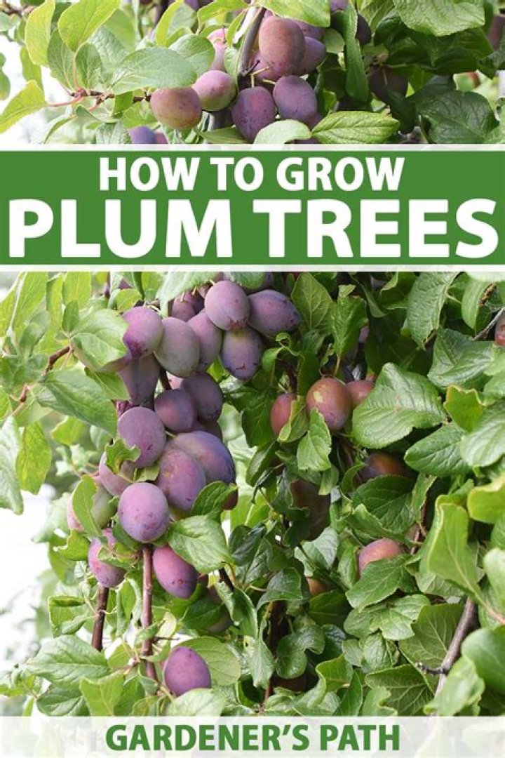 How long do ornamental plum trees live?