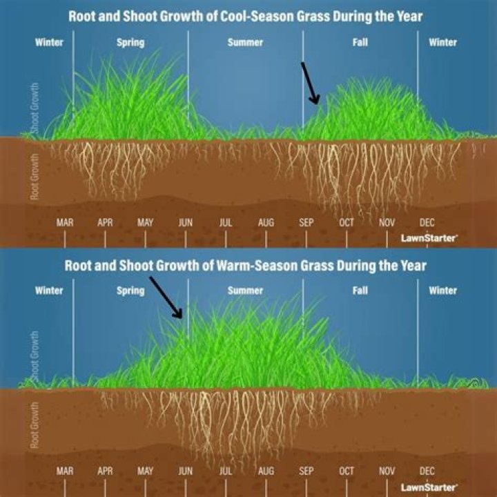 How long does grass go to seed?