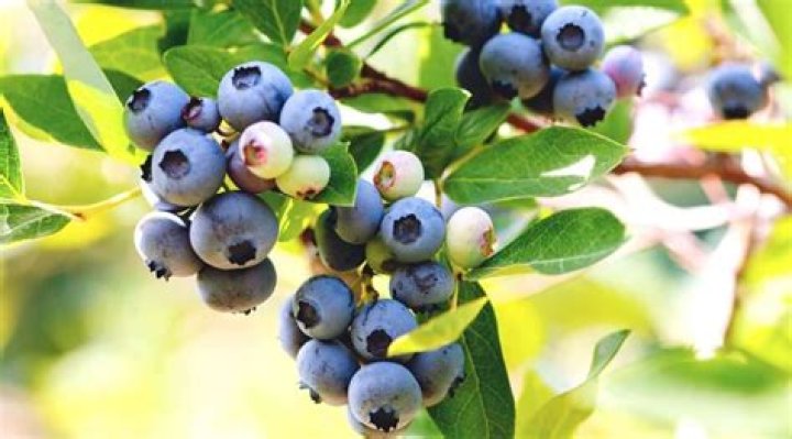 How long does it take blueberries to produce?