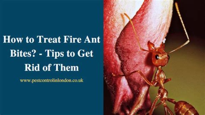 How long does it take for a fire ant bite to go away?