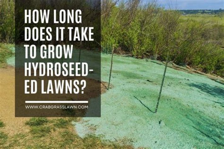 How long does it take for barn owls to fledge?