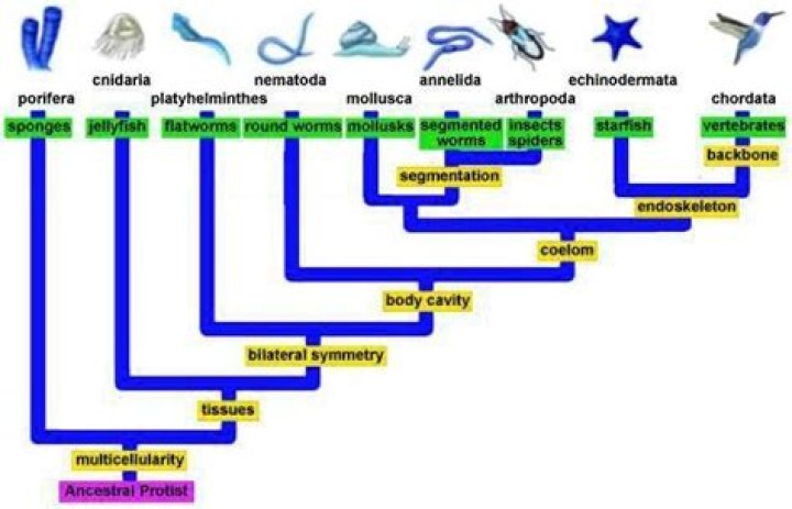 How many classes are in the phylum platyhelminthes?